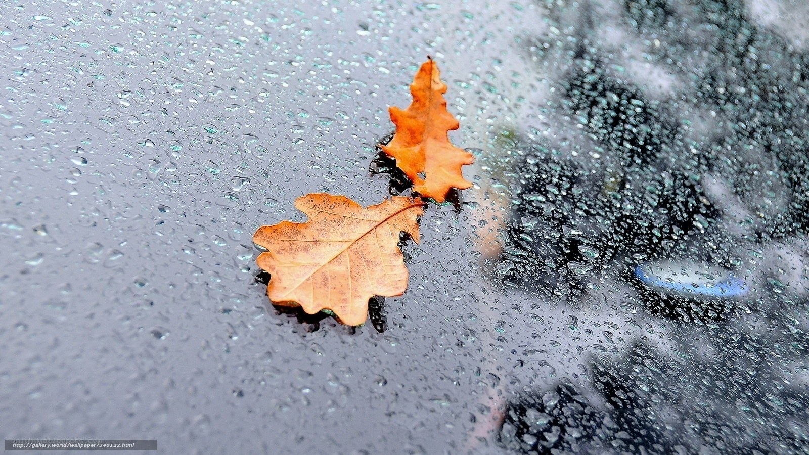 Autumn leaves on wet surface