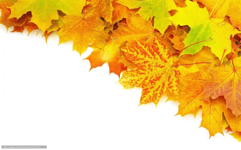 autumn leaves on white background