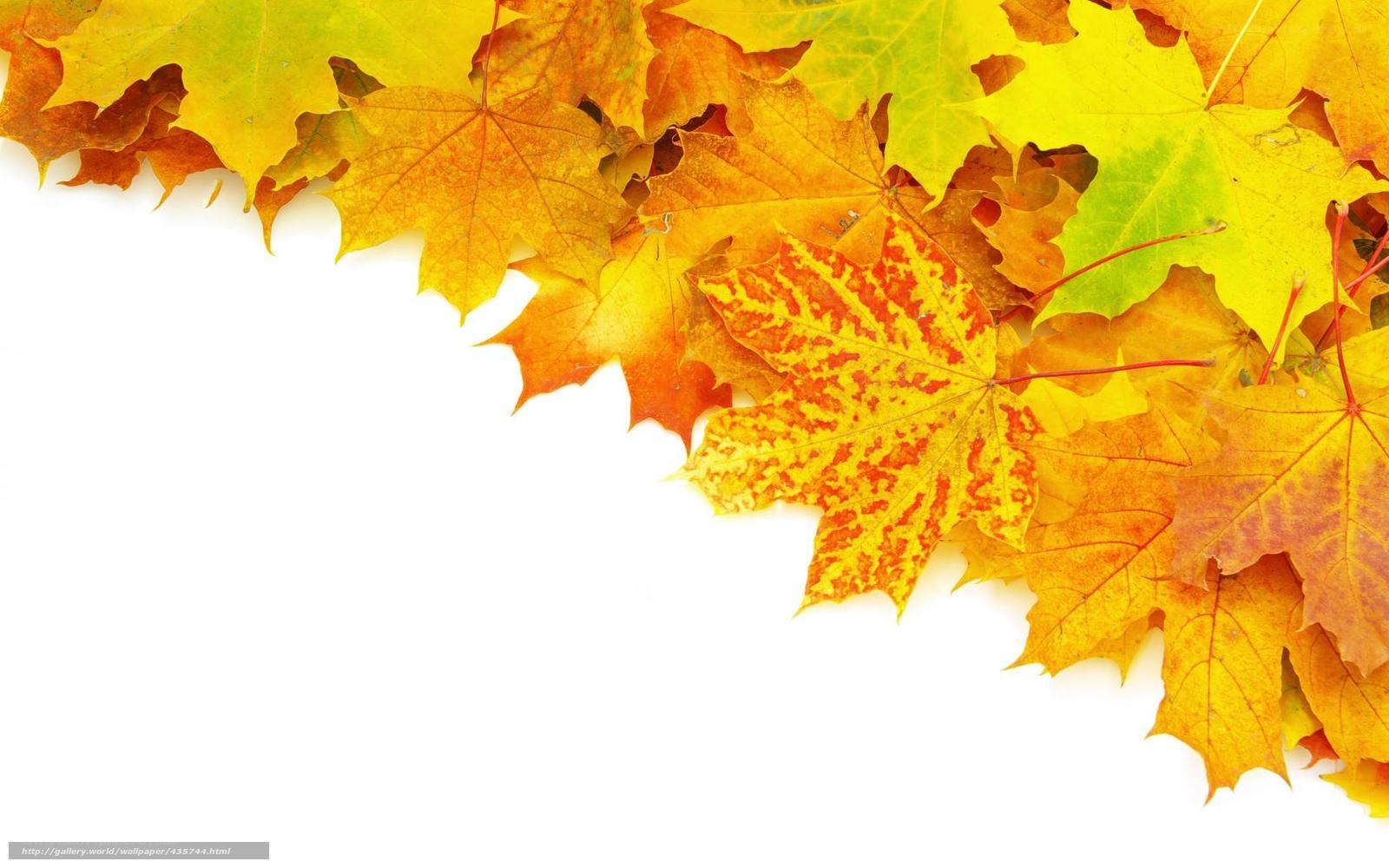 autumn leaves on white background