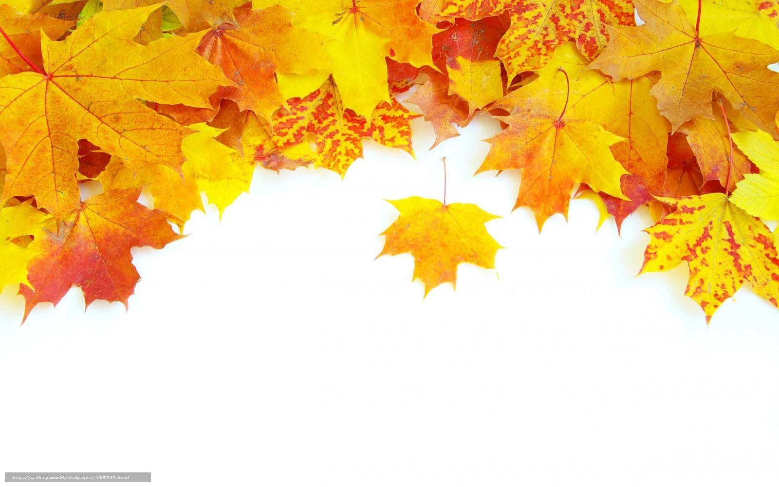 autumn leaves on white background