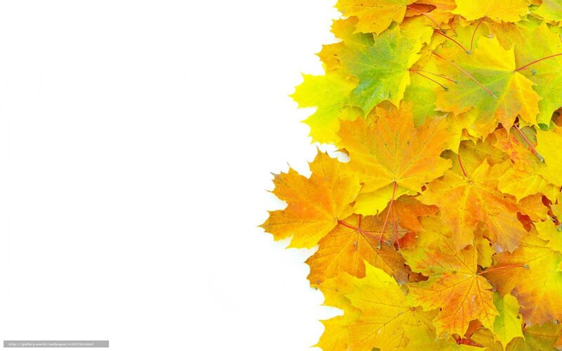 autumn leaves on white background