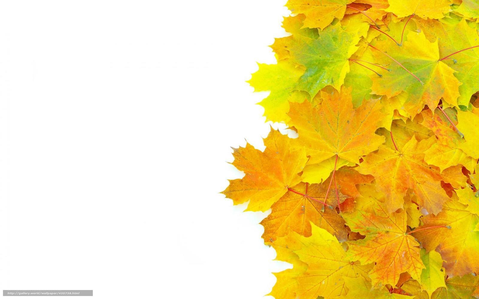 autumn leaves on white background