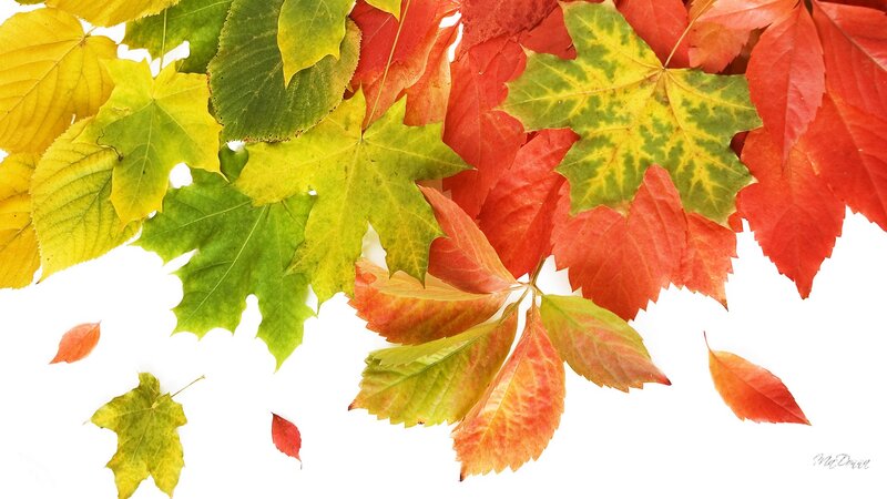 Autumn Leaves on White — Red