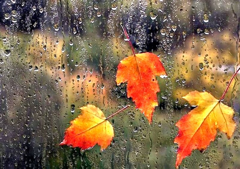 Autumn Leaves on Window — Orange