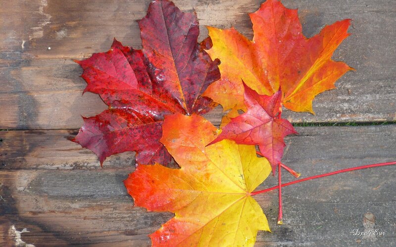 Autumn leaves on wood