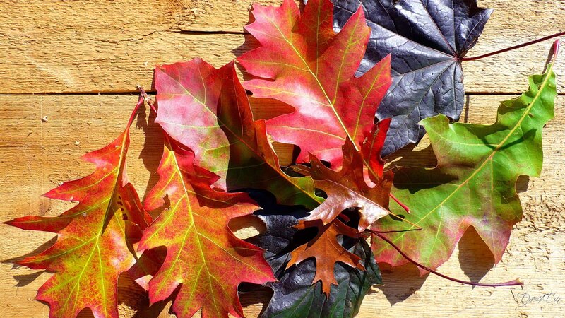 autumn leaves on wood