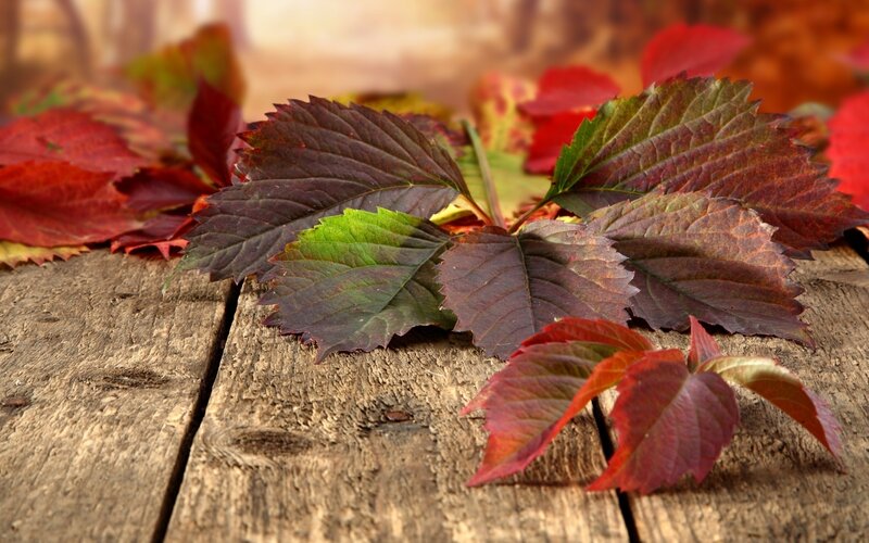 autumn leaves on wood