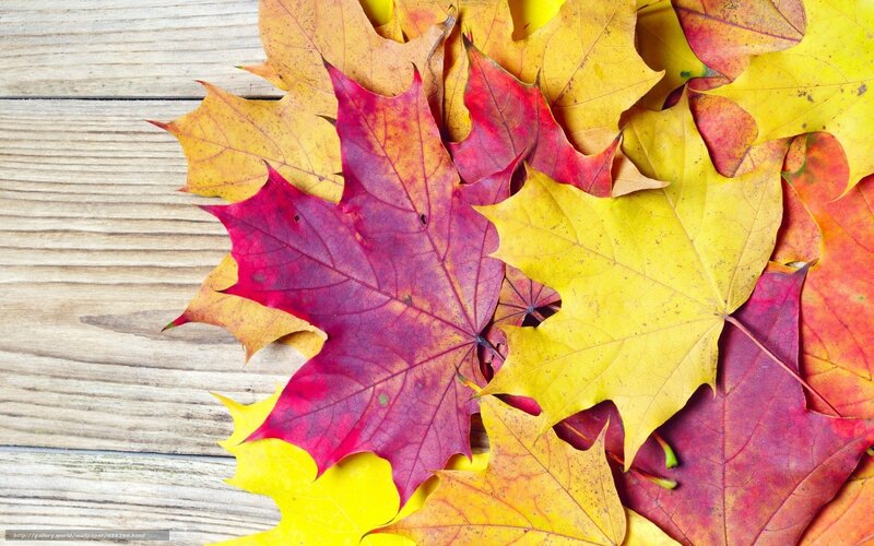autumn leaves on wood