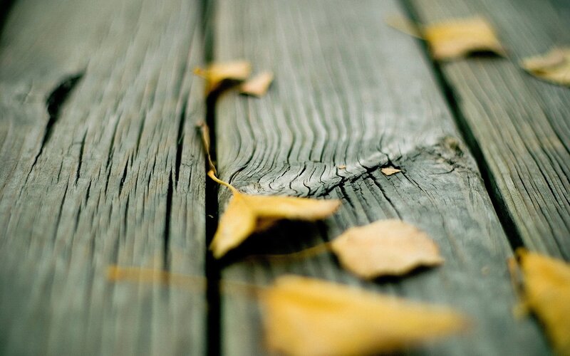 autumn leaves on wood