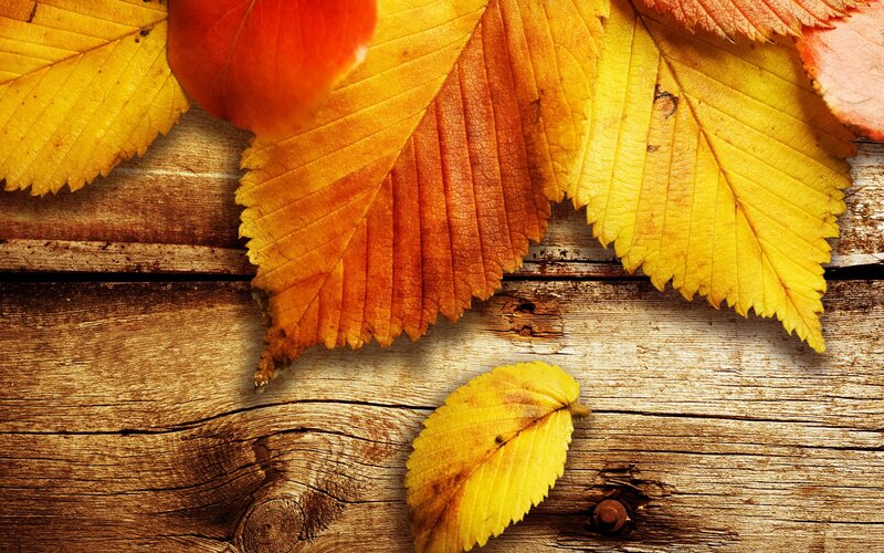 autumn leaves on wood