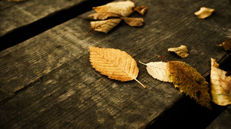 autumn leaves on wood