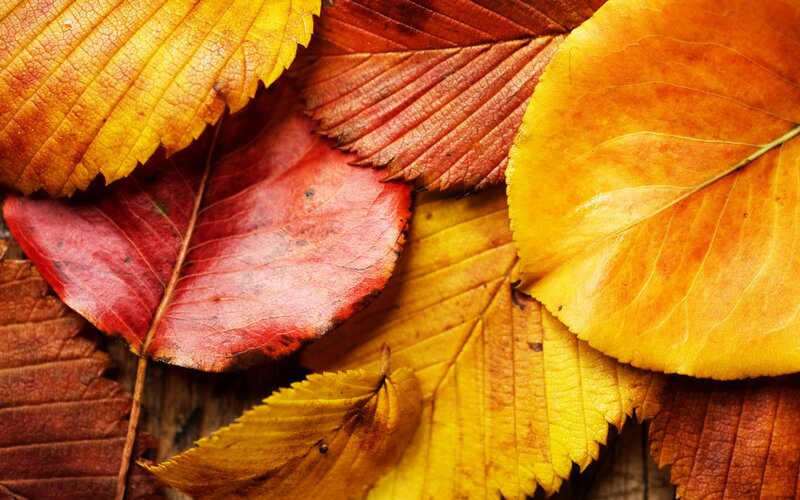 autumn leaves on wood