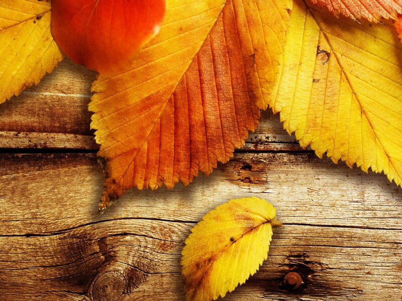 autumn leaves on wood