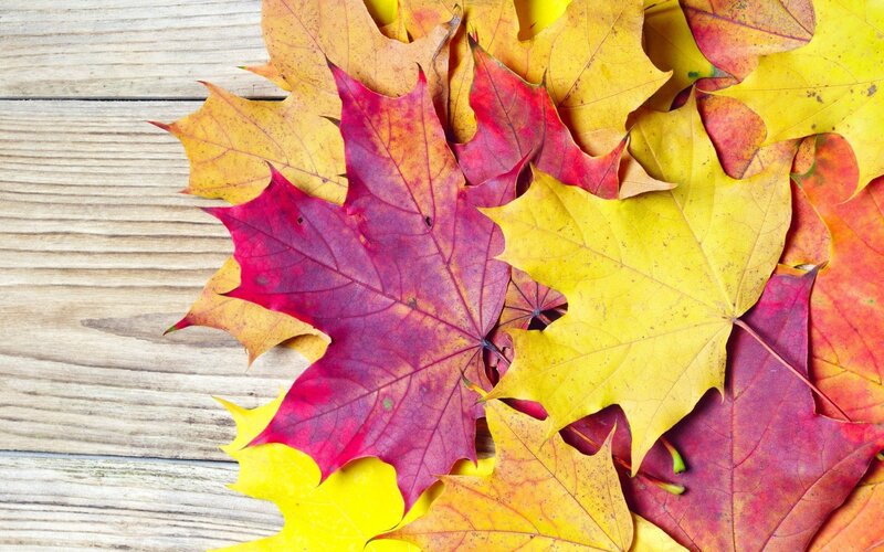 autumn leaves on wood