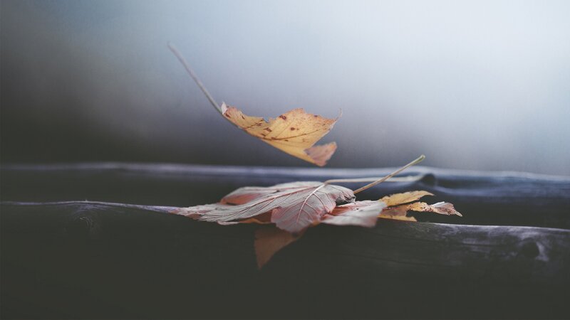 Autumn Leaves on Wood — Brown, Serene