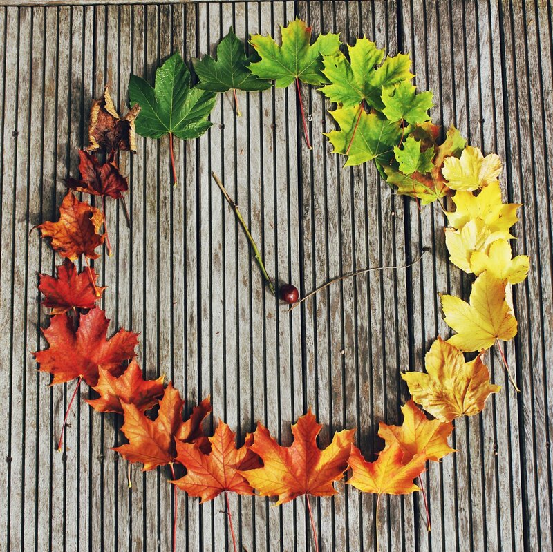 Autumn Leaves on Wood — Green, Calm