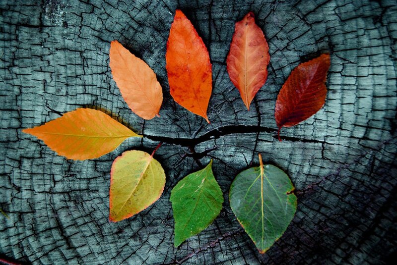 Autumn Leaves on Wood — Green