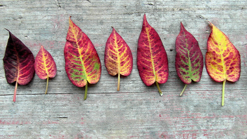 Autumn Leaves on Wood — Red, Calm, Photograph