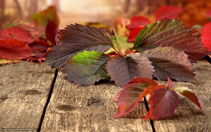Autumn Leaves on Wood — Red, Calm, Photograph, Wooden Surface, Fall Foliage