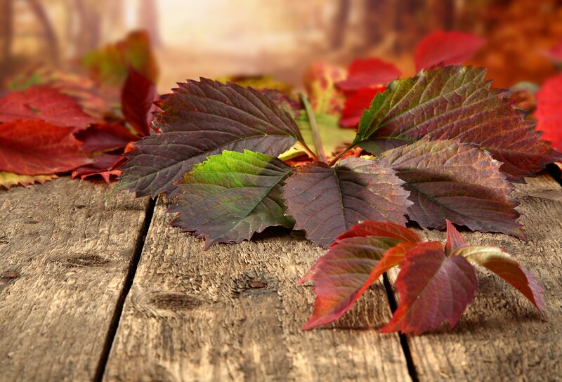 Autumn Leaves on Wood — Red, Calm