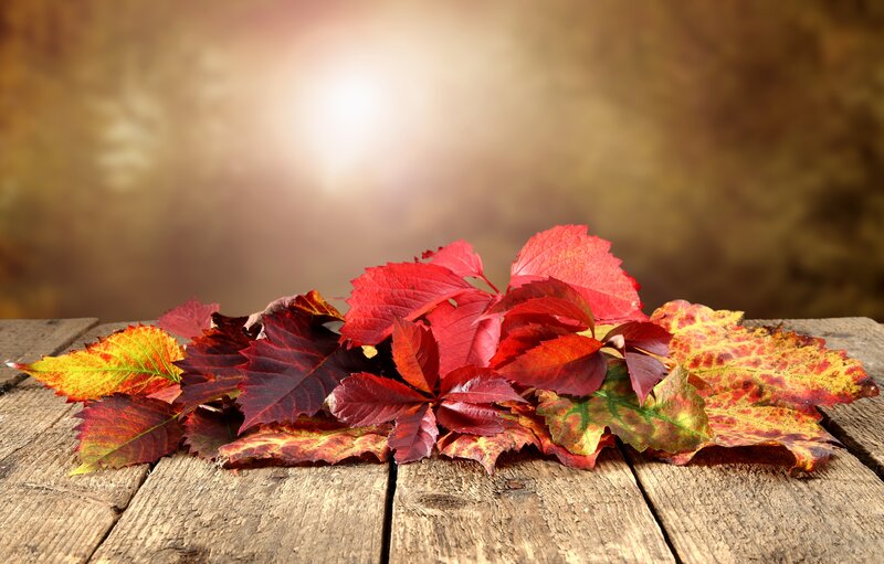 Autumn Leaves on Wood — Red, Serene