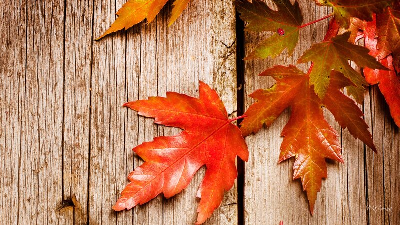 Autumn Leaves on Wood — Red