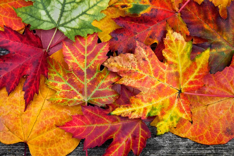 Autumn Leaves on Wood — Red, Vibrant