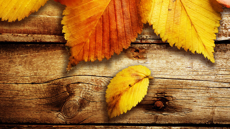Autumn Leaves on Wood — Yellow, Calm, Photograph