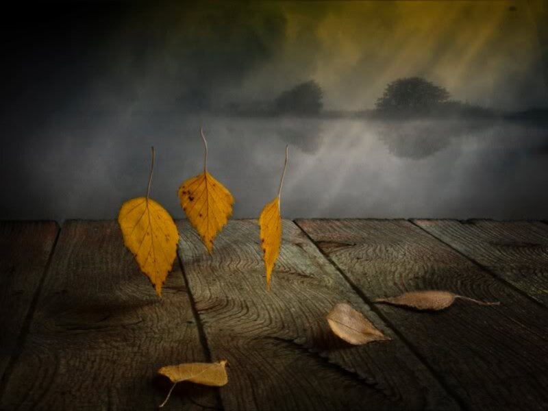 Autumn Leaves on Wood — Yellow, Serene
