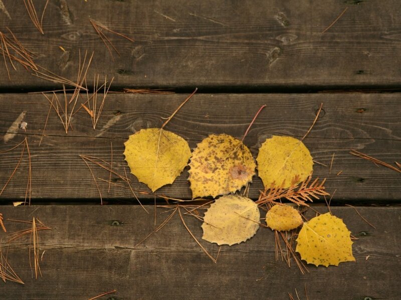 Autumn leaves on wooden deck