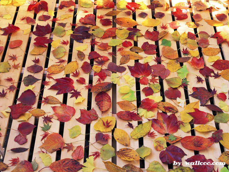 Autumn leaves on wooden slats