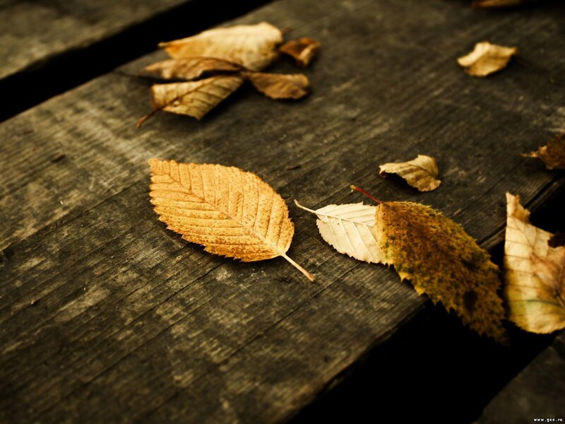 Autumn leaves on wooden surface