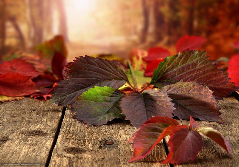 Autumn leaves on wooden surface