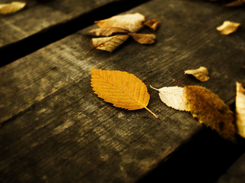 Autumn leaves on wooden surface