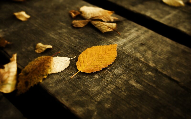 autumn leaves on wooden surface