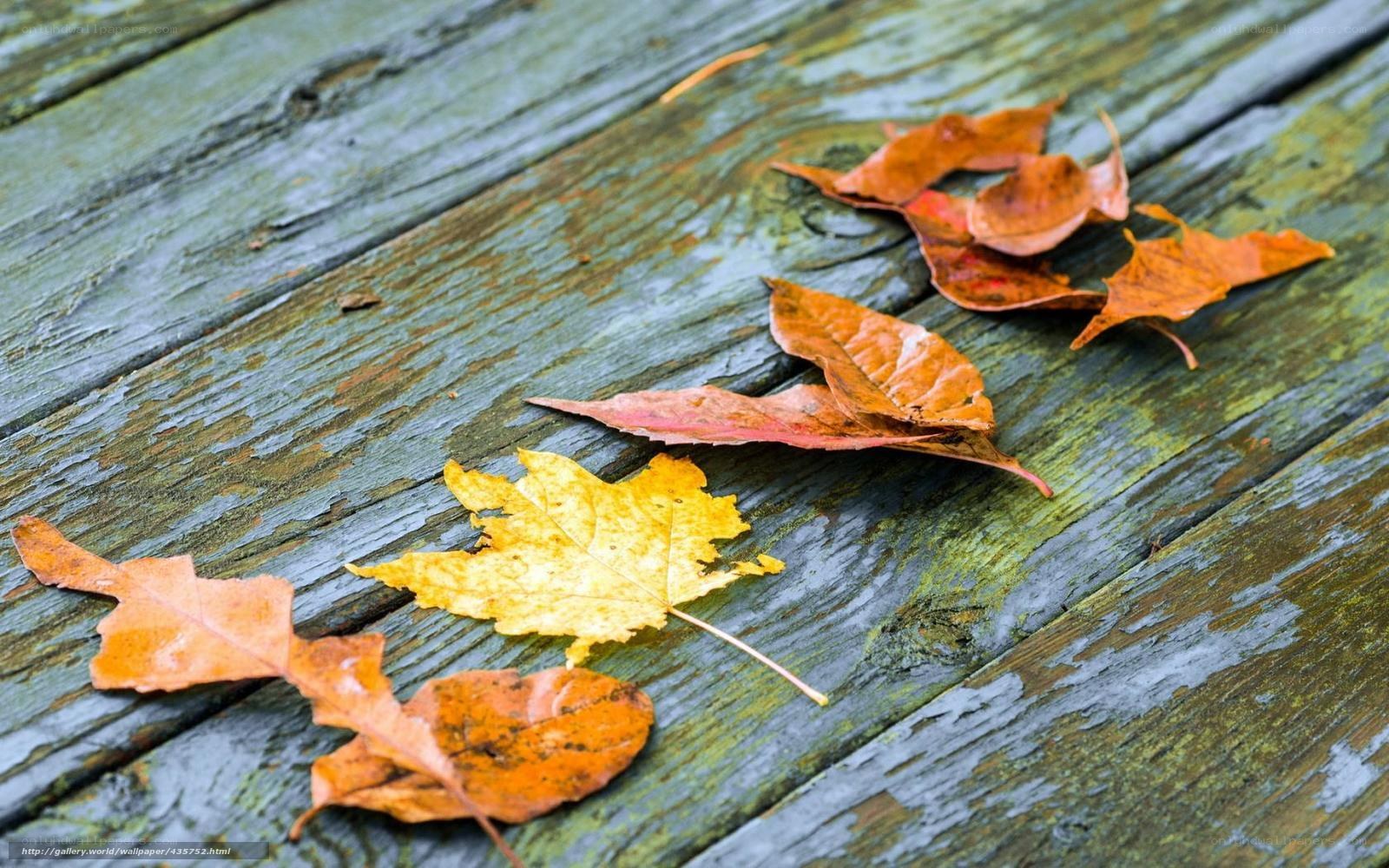 Autumn leaves on wooden surface