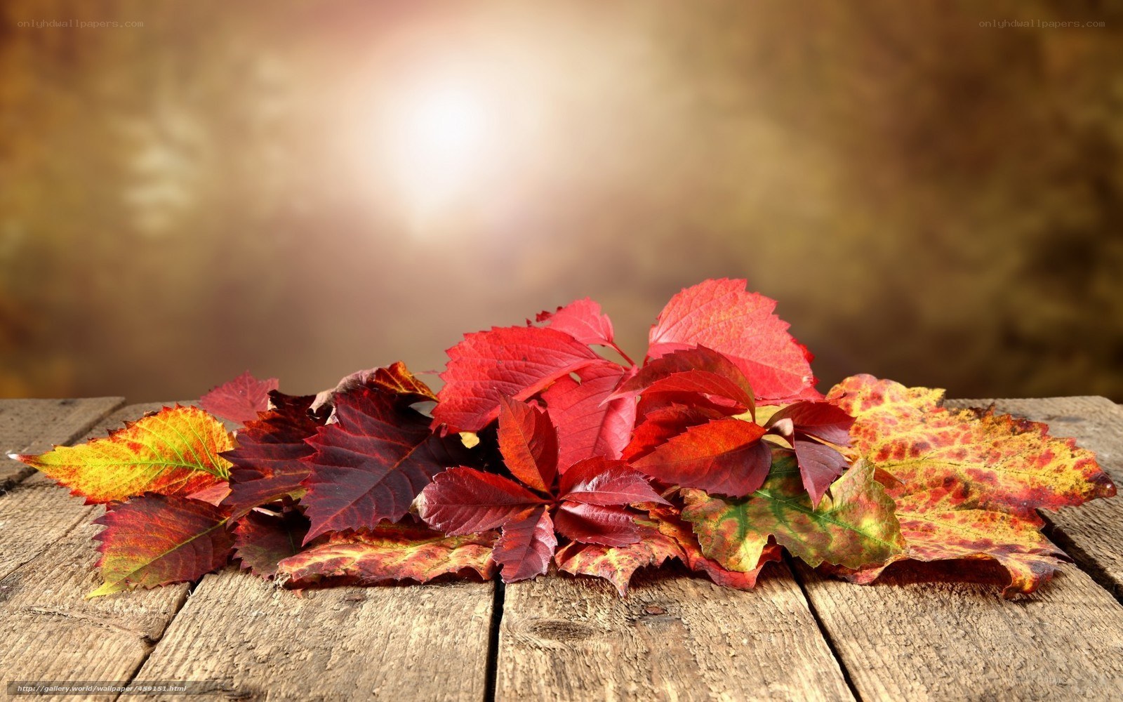 Autumn leaves on wooden table