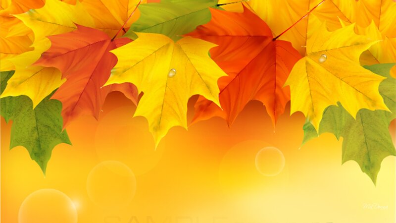Autumn Leaves on Yellow Background