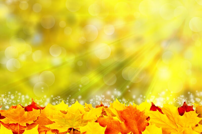 Autumn Leaves on Yellow Background — Warm