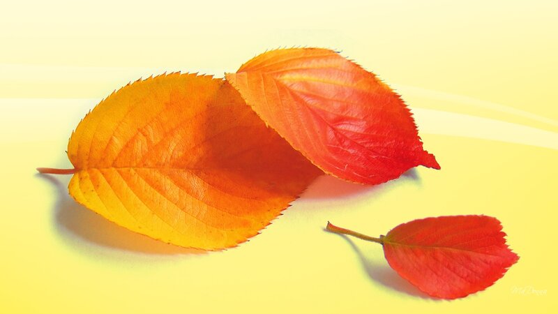 Autumn Leaves on Yellow