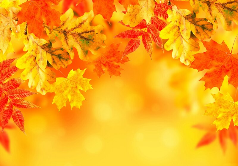 Autumn Leaves on Yellow — Warm, Photograph