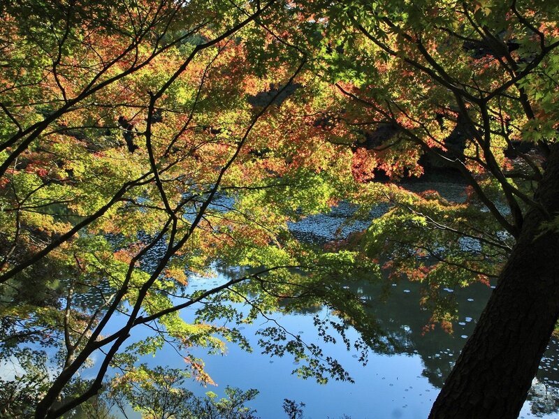 Autumn leaves over a calm pond
