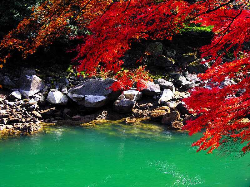 Autumn leaves over a green river