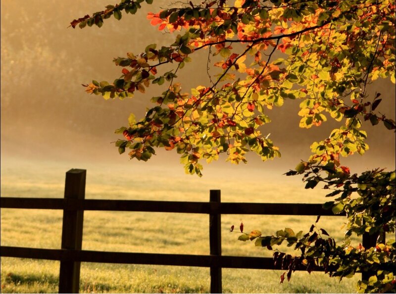 Autumn leaves over a misty field
