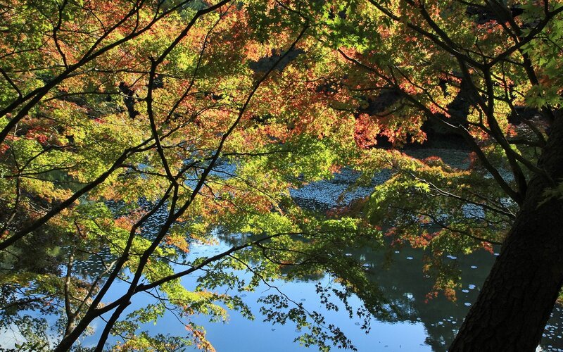 Autumn leaves over a pond