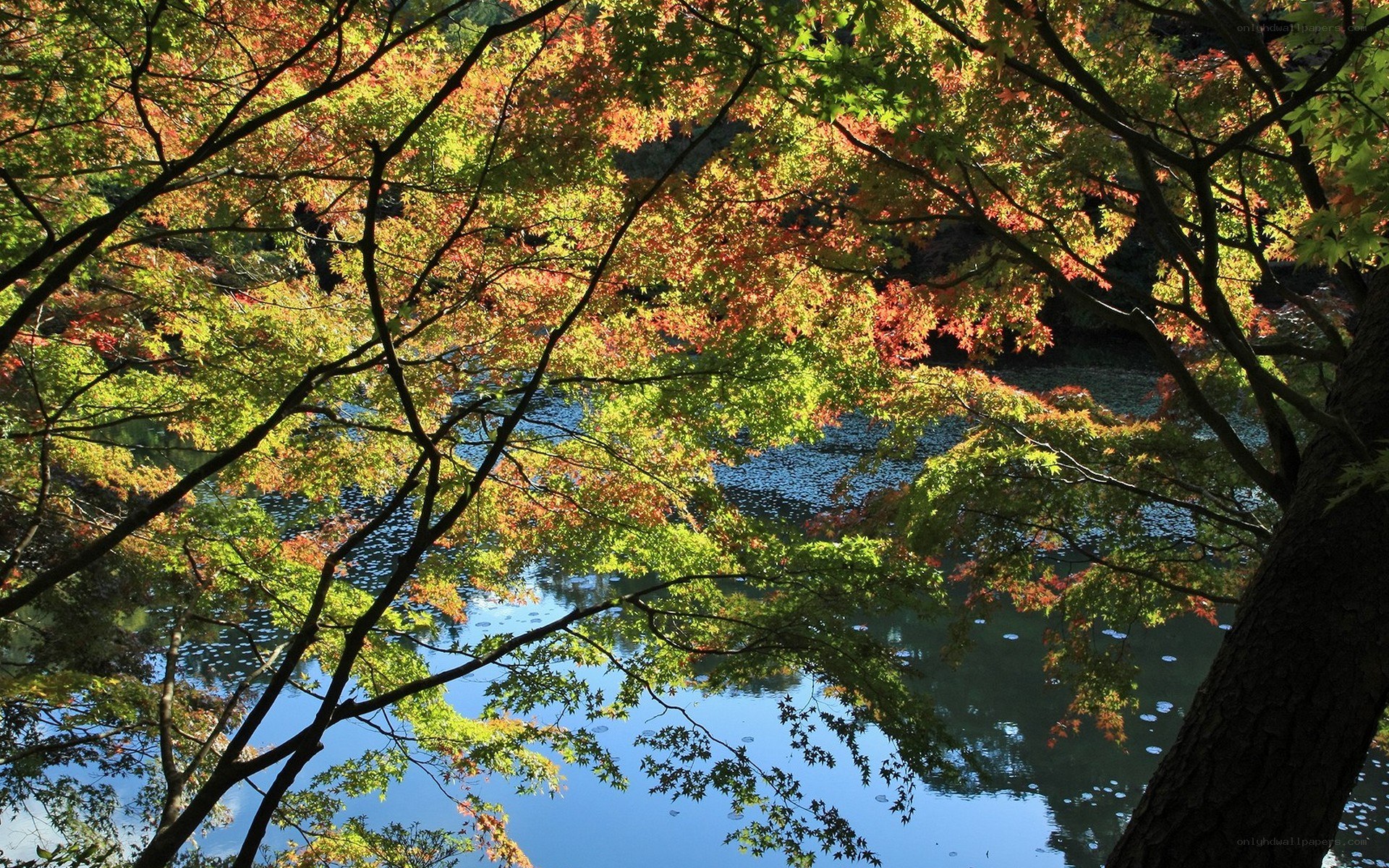 Autumn leaves over a pond