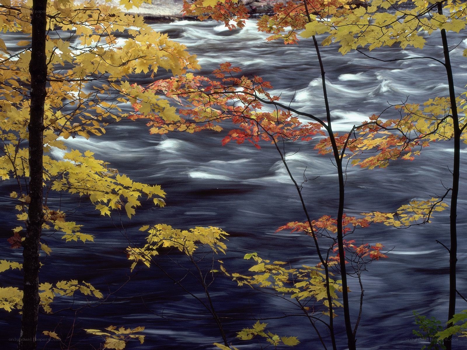 Autumn leaves over a rushing river