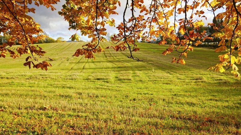 Autumn Leaves over Field