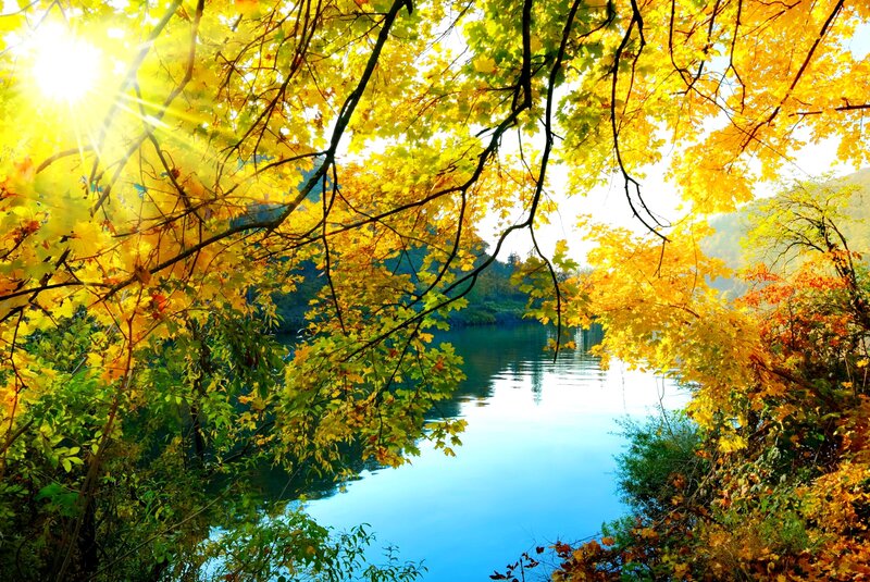 Autumn Leaves over Lake — Yellow, Serene, Photograph, Sunlight
