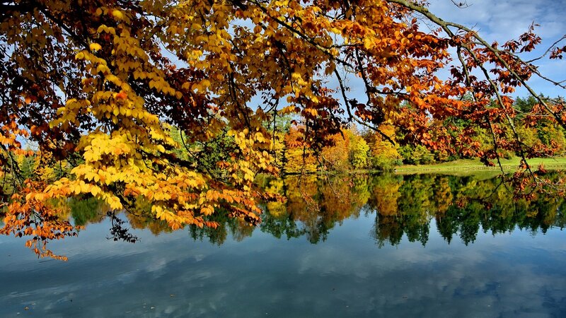 Autumn Leaves over Lake — Yellow, Serene, Photograph